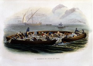 La madrague o pesca del tonno - in "Histoire naturelle de Lacépède" da French School