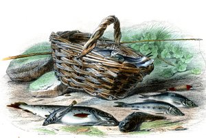 La trota (Salmo Trutta), il cottide Chabot (Collus Chabraea), lo spinarello (Gasterosteus aculeatus), il gobione (Gobio Gobio), l