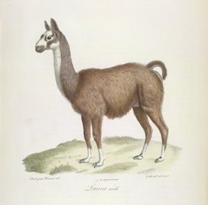 Lama maschio, da 