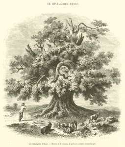 Il Castagno di Esaù