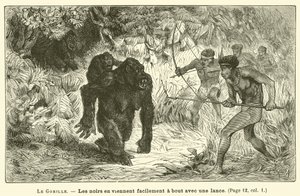 Il Gorilla da French School
