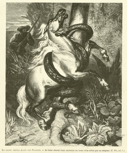 Le Grand Cheval Blanc Des Prairies