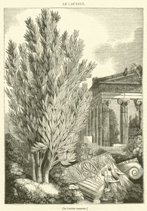 Alloro comune (incisione)