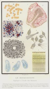 Il Microscopio, Applicato allo studio degli Animali