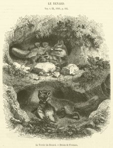La tana della volpe