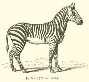 Le Zebre, Equus zebra