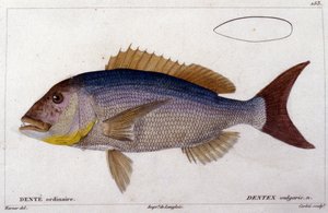Il dentex da 