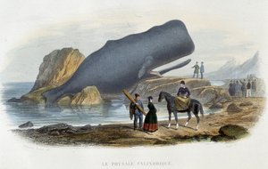 Il physale cylindrical (balena arenata) - in "Le monde de la mer" di Alfred Fredol, Hachette, Parigi