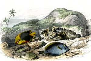 Il tricolore (Holocanthus tricolor), l