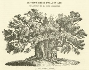 La vecchia quercia di Allouville (incisione)