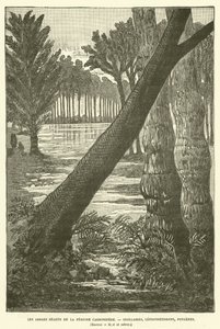 Gli alberi giganti del periodo carbonifero da French School