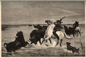 I buoi (razza bovina) della Camargue secondo il dipinto di Vayson - incisione in "PATRIE" - DESCRIZIONE PITTORESCA DELLA FRANCIA IN 6 VOLUMI DI LUCIEN HUARD - fine XIX secolo da French School