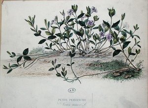 Pervinca minore o Vinca minor