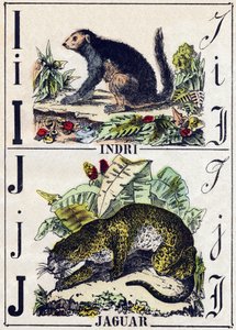 Lettera I Indri (Lemurien); J Giaguaro. Incisione in "Alphabet des animaux sauvages". 9a Serie. Immagini di Epinal, Pellerin, stampatore-editore, circa 1870. Incisioni su legno, stencil. 16 pagine. Dim: 20 x 15 cm. Collezione privata