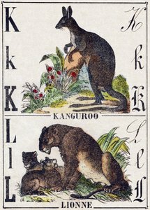 Lettera K L; K Canguro; L Leonessa. Incisione in "Alfabeto degli animali selvatici". 9a Serie. Imagerie d
