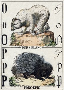 Lettera O Orso; P Porcospino