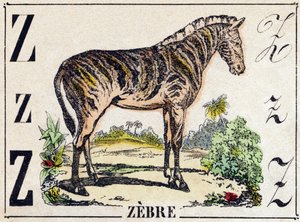 Lettera Z Zebra. Incisione in "Alfabeto degli animali selvatici". 9a Serie. Imagerie d