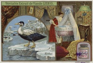Carta Liebig con un edredone