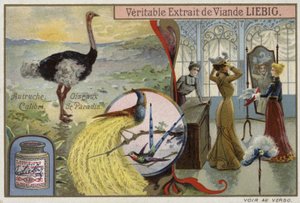 Carta Liebig con immagini di uccelli da French School