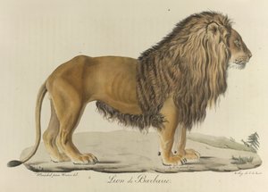 Lion de Barbarie, un leone della Barberia, da Histoire Naturelle des Mammifères da French School