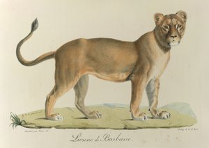 Lionee de Barbarie, una leonessa della Barberia, da Histoire Naturelle des Mammifères da French School