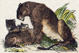 Leonessa. Incisione in "Alfabeto degli animali selvatici". 9a Serie. Immagini di Epinal, Pellerin, stampatore-editore, circa 1870. Incisioni su legno, stencil. 16 pagine. Dim: 20 x 15 cm. Collezione privata