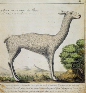 Llama, Perù, acquerello dal diario di bordo di Jacques Gouin de Beauchesne da French School