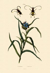 Cerambicidi