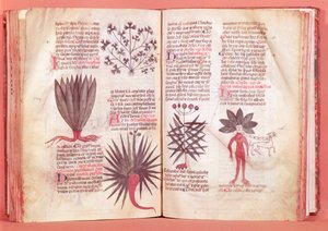 Mandragora, da un trattato di Dioscoride (40-90 d.C.) da French School