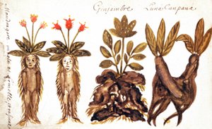 Mandragora, zenzero, Luna Campana