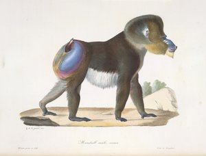 Mandrillo, maschio, vecchio. Un vecchio mandrillo babbuino, da 