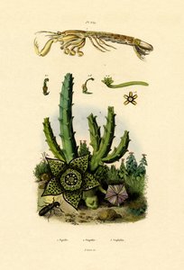 Canocchia da French School