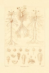 Metamorfosi