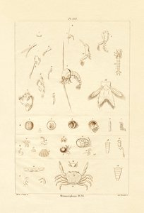 Metamorfosi