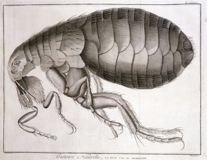 Microscopio - in "Encyclopedia", Diderot et d