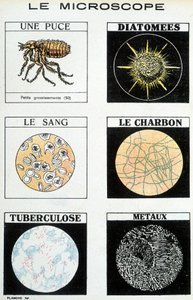 Microscopi: una pulce, diatomee, sangue, carbone, tubercolosi, metalli
