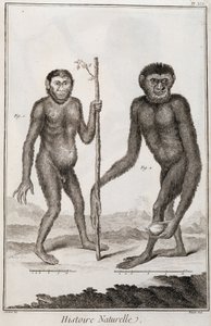 Scimmie Jocko e Gibbon da French School
