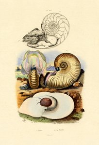 Lumaca di luna
