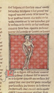 Figura anatomica, da La Chirurgia di Maestro Enrico di Mondeville da French School