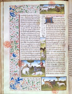 Cani da caccia, dal Livre de la Chasse di Gaston Phebus de Foix (1331-91)