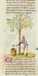 Ms Est 28 M.5.9 fol.165r Raccolta di trementina, da Grand Herbier di Pedanius Dioscorides (c.40-90 d.C.) da French School