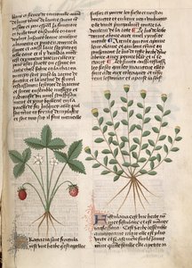 Ms Est 28 M 5.9 fol.75r Pianta di fragole, da 