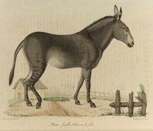 Métis femelle, un ibrido tra un asino e una zebra, da Histoire Naturelle des Mammifères da French School