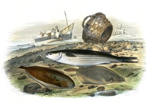 Muggine (Mugilidae), Sogliola (Solea Vulgaris), limanda (Microstomus Kitt) - Tavola estratta dalla Storia Naturale di Bernard Germain de Lacepede (1856-1925), edizione P.Furme, Parigi