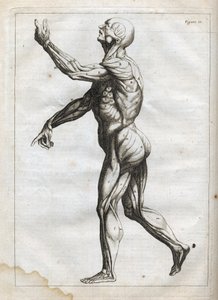 Muscoli umani - incisione in 
