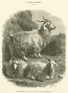 Museo di storia naturale, capre d