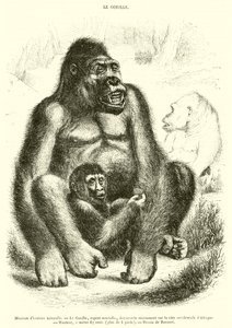 Museo di storia naturale, Il Gorilla da French School