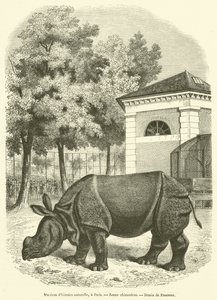 Museo di storia naturale, a Parigi, Giovane rinoceronte da French School
