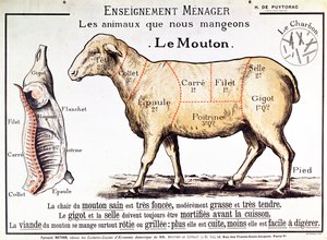 Montone: diagramma che raffigura i diversi tagli di carne da French School