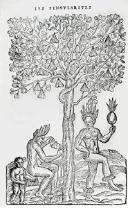 Nana fuit, pianta medicinale, illustrazione da Singularities of France Antarctique, di Andre de Thevet, 1558 da French School